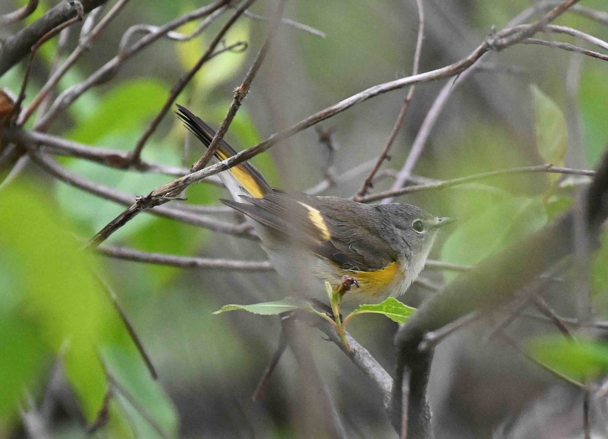 American Redstart - Damian Vraniak