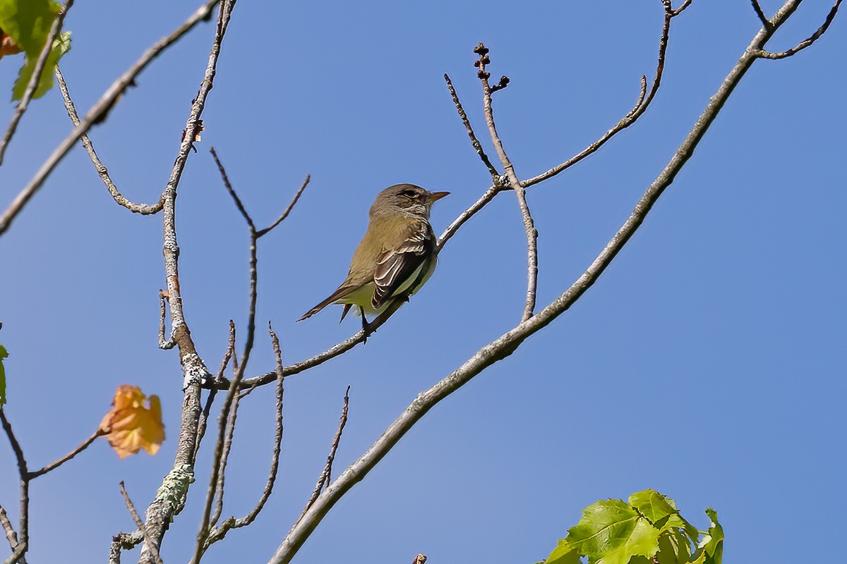 Willow Flycatcher - Chris S. Wood