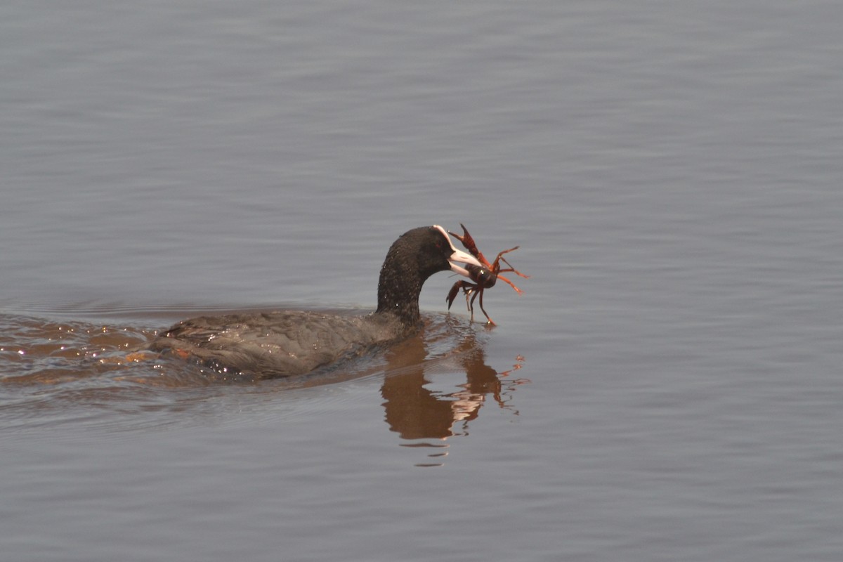 Eurasian Coot - Paulo  Roncon