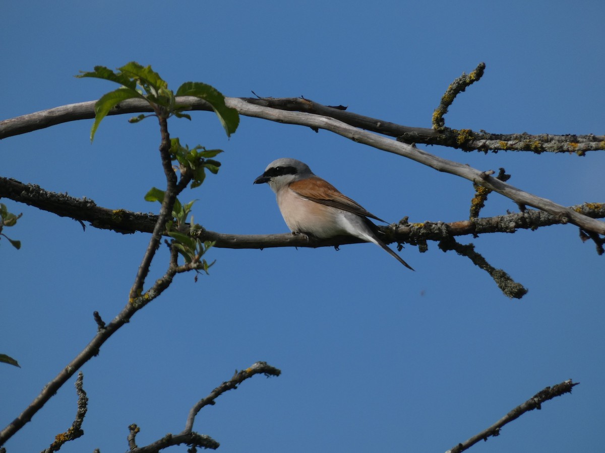 Red-backed Shrike - Noam Pagany