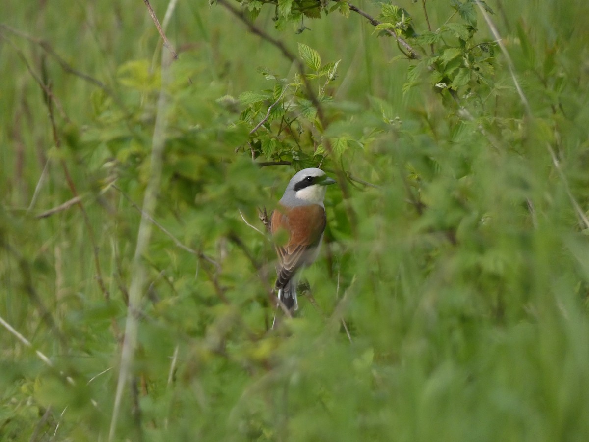 Red-backed Shrike - Noam Pagany