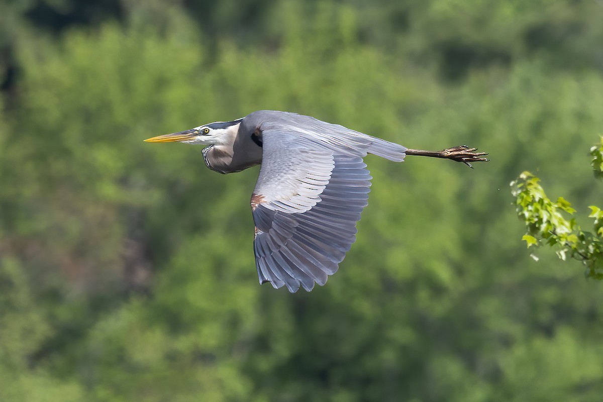 Great Blue Heron - Chris S. Wood