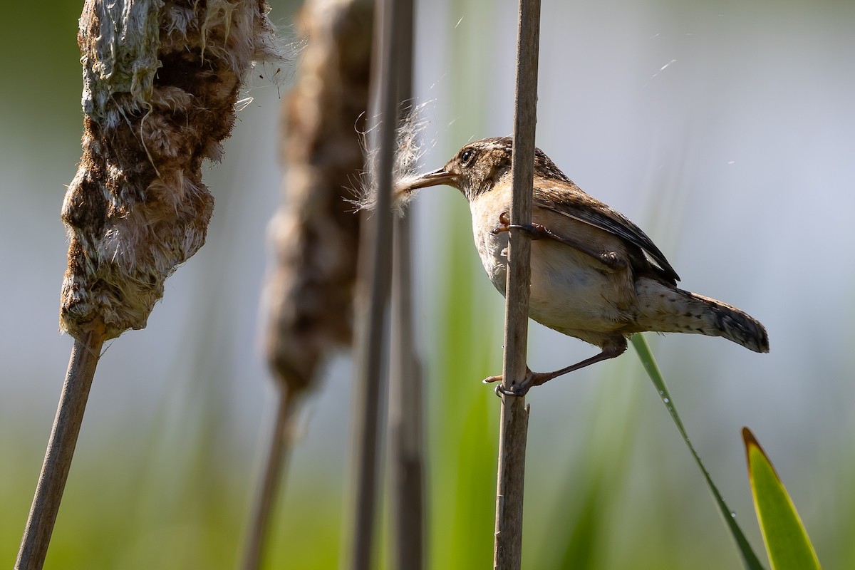 Marsh Wren - ML619530889