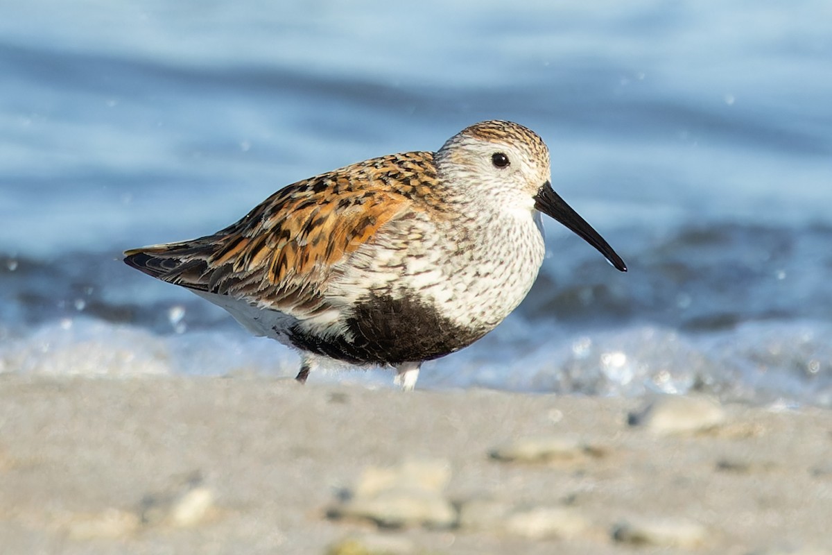 Dunlin - Kyle Blaney