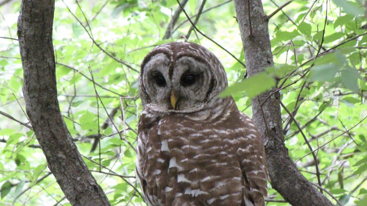 Barred Owl - Sheila Sawyer