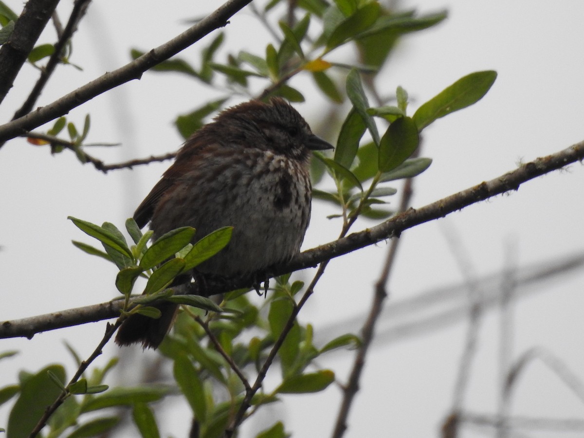 Song Sparrow - Anonymous