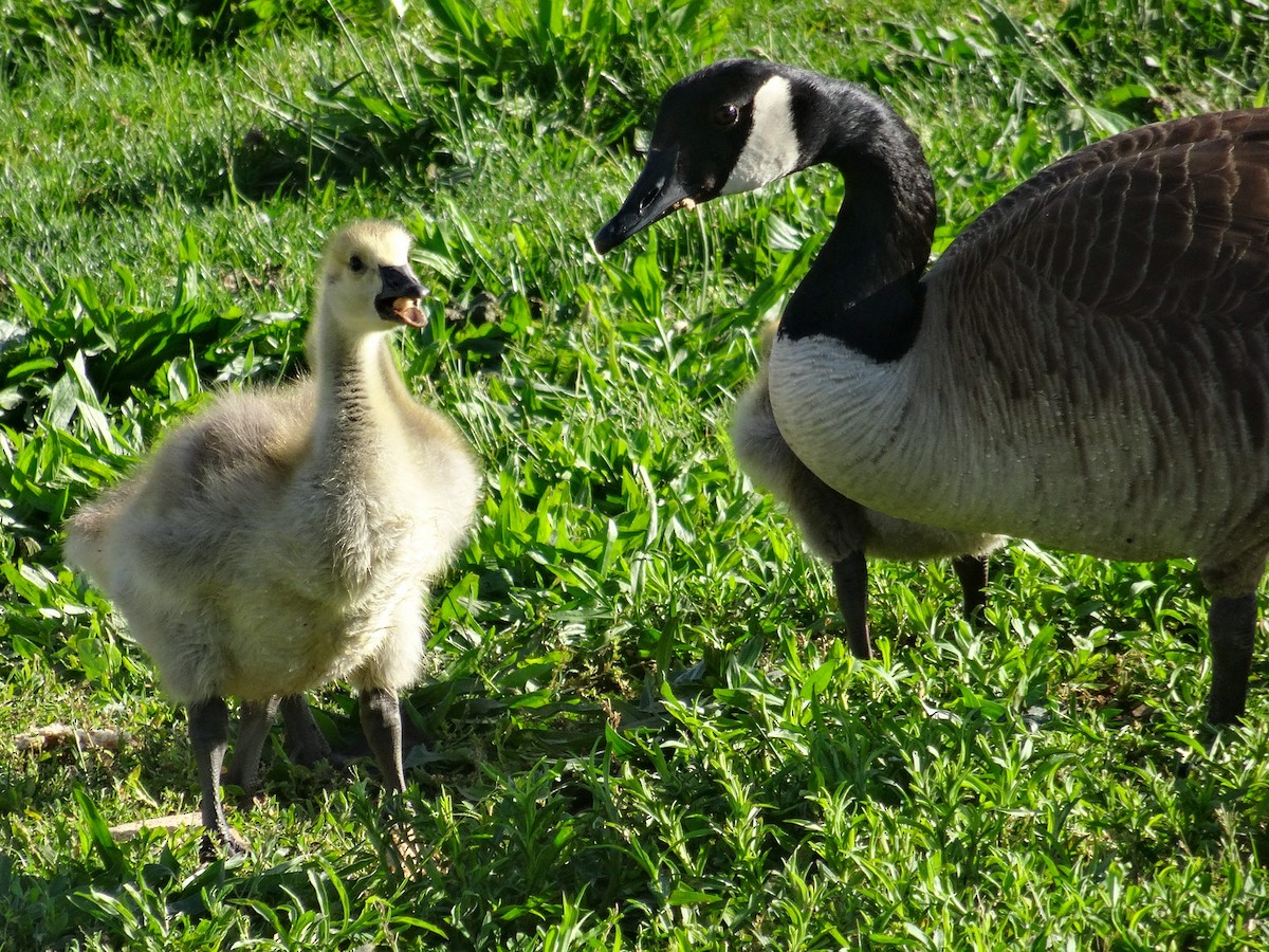 Canada Goose (moffitti/maxima) - John Tollefson