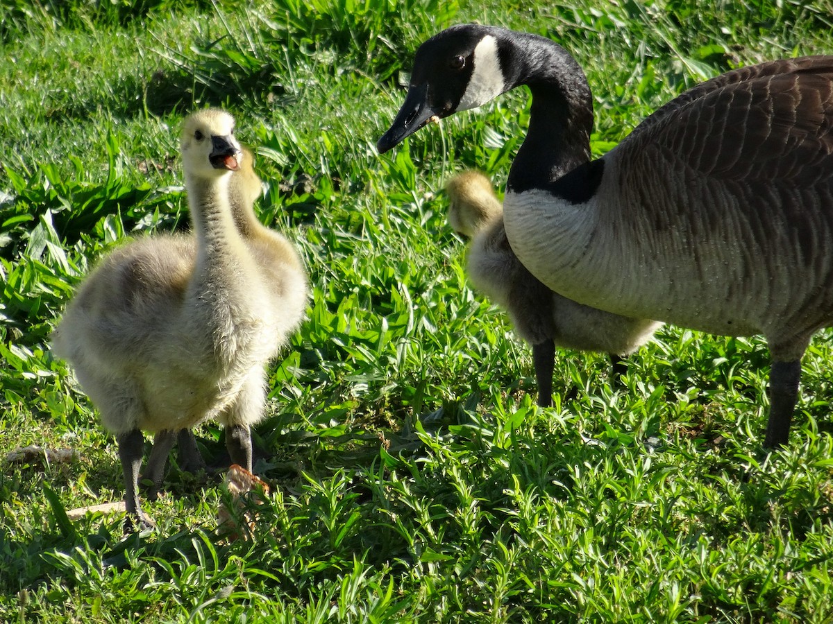 Canada Goose (moffitti/maxima) - John Tollefson