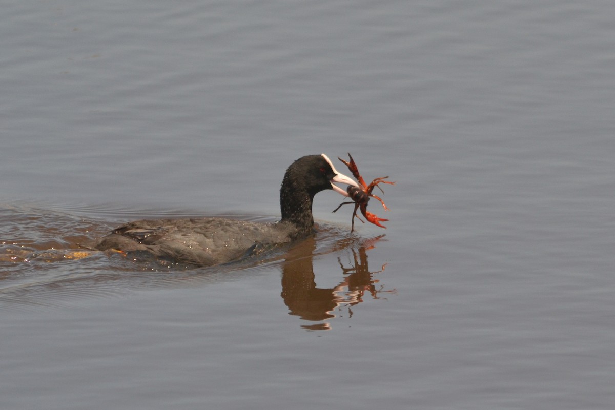 Eurasian Coot - Paulo  Roncon