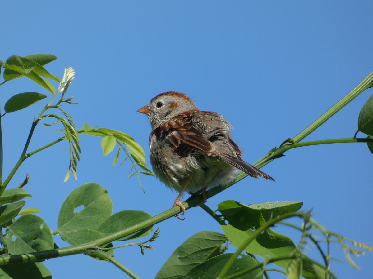 Field Sparrow - Heather Guarnera