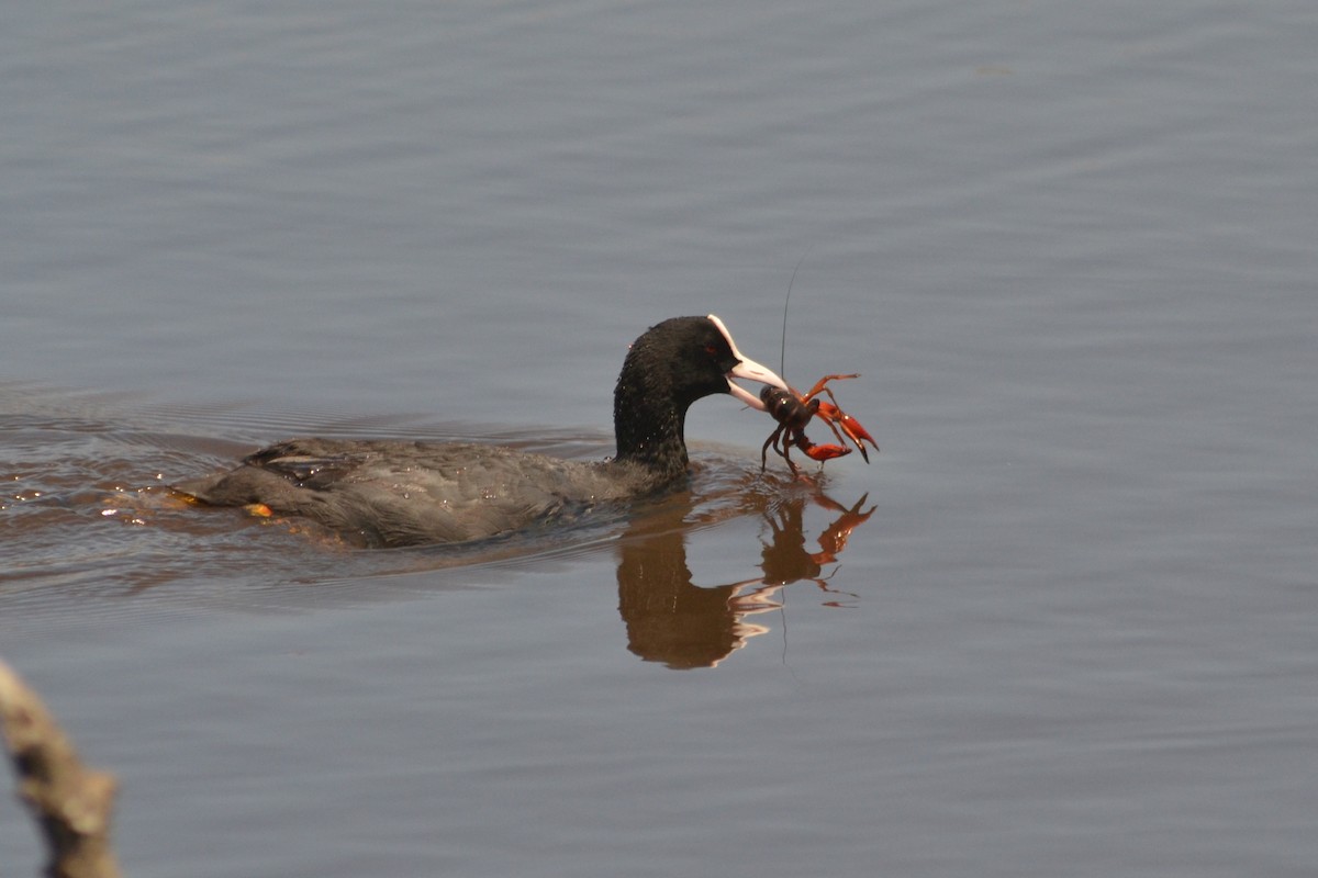 Eurasian Coot - Paulo  Roncon