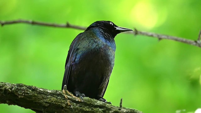 Common Grackle - ML619530918