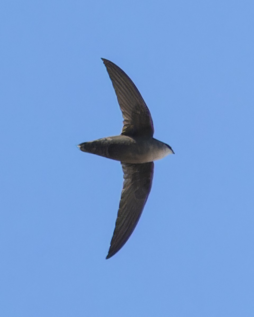 Chimney Swift - Kyle Blaney