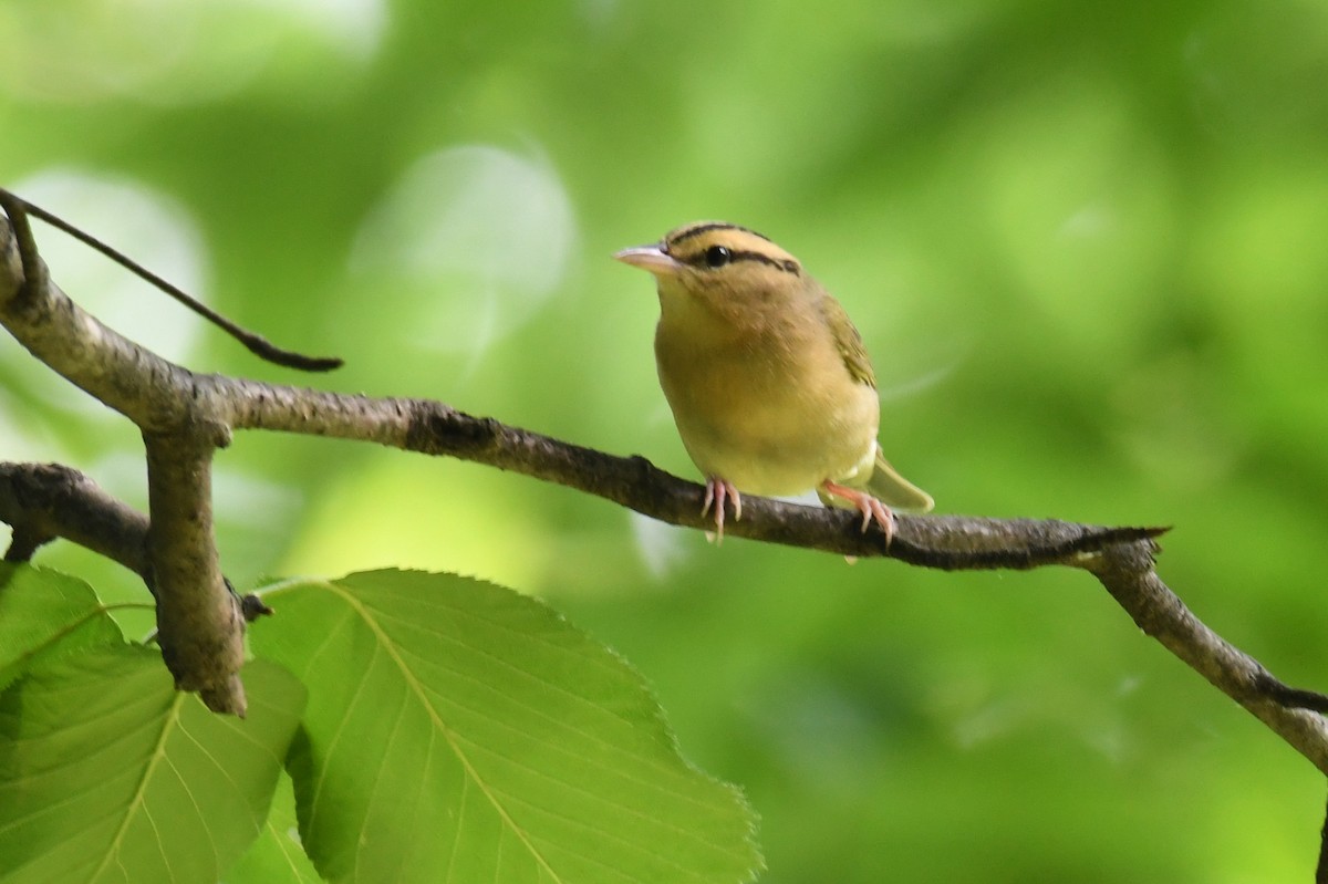 Worm-eating Warbler - Andy  Wyatt