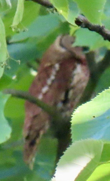 Eastern Screech-Owl - ML619530929