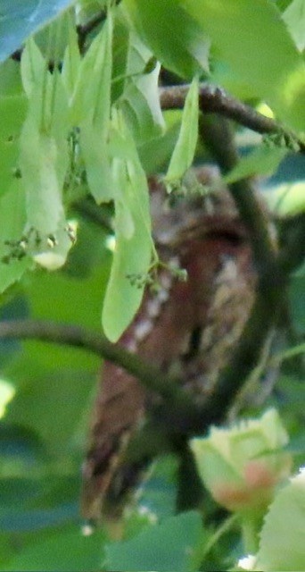 Eastern Screech-Owl - ML619530930