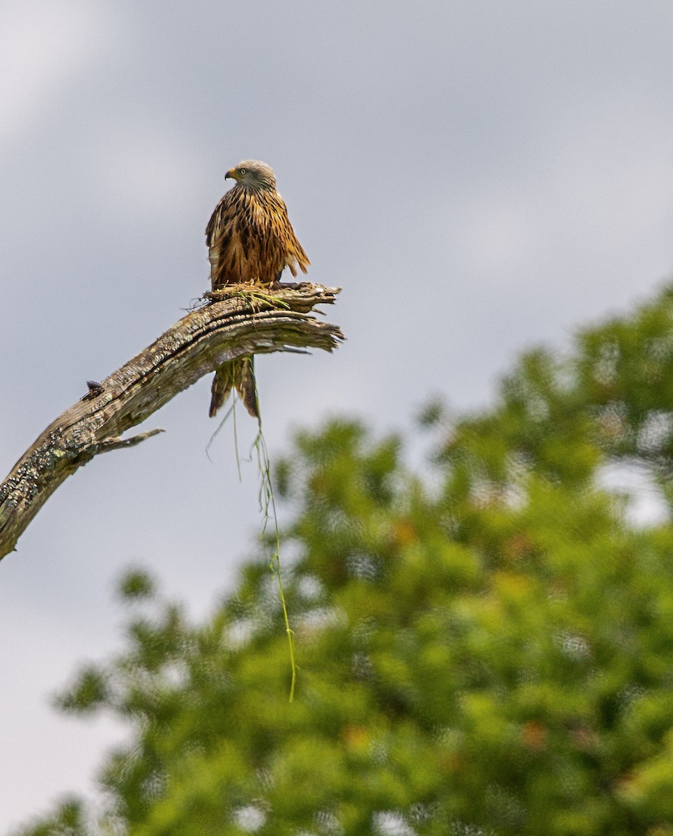 Red Kite - Mark Rose