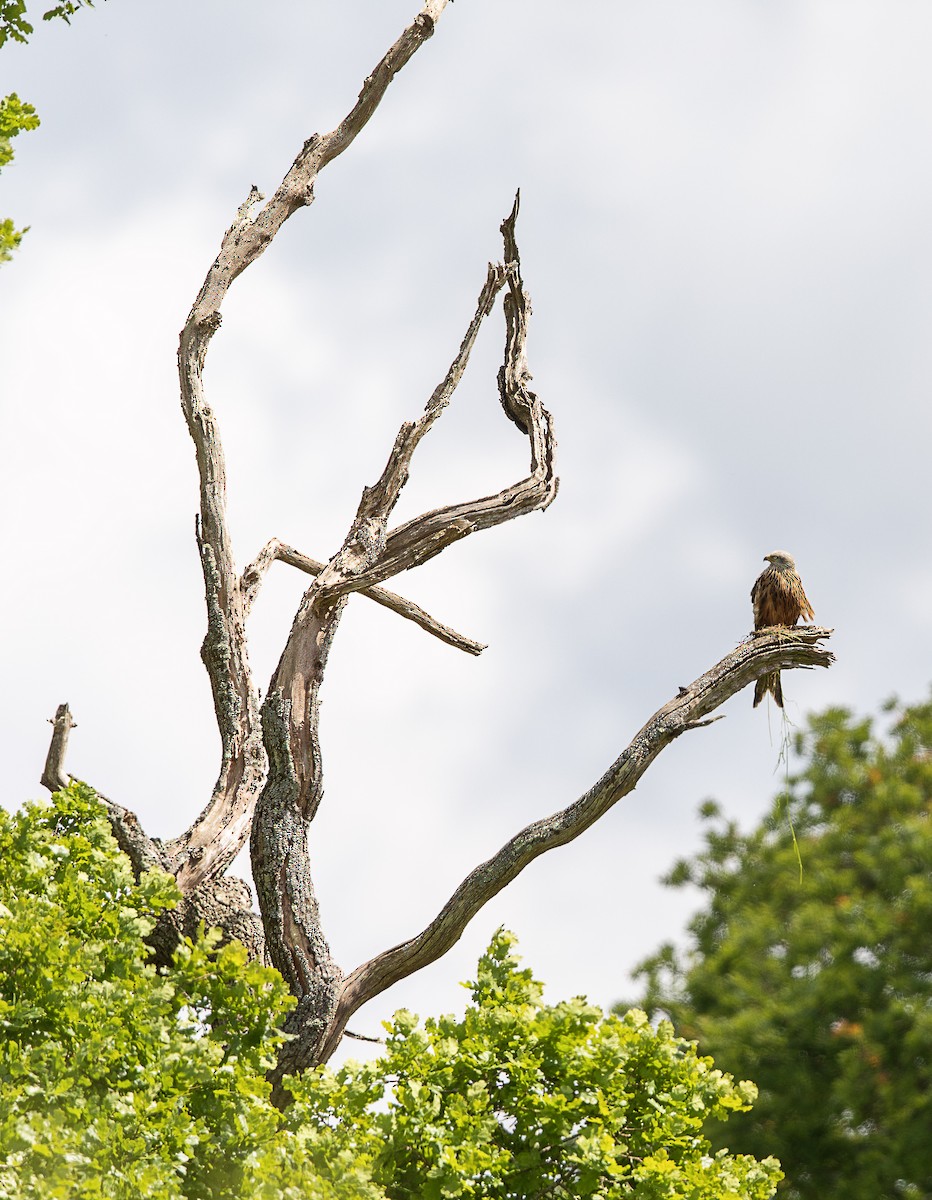 Red Kite - Mark Rose