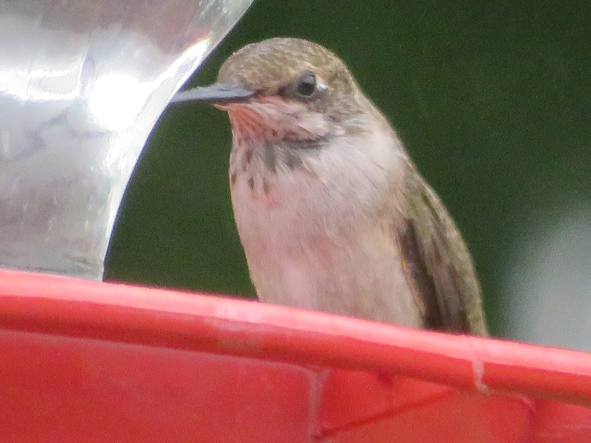 Black-chinned Hummingbird - Paul Sellin