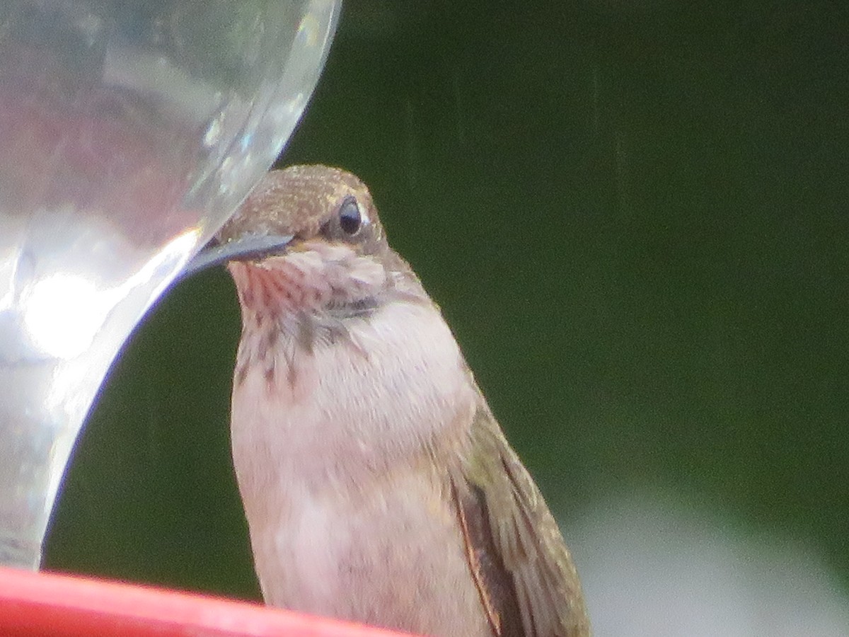 Black-chinned Hummingbird - Paul Sellin