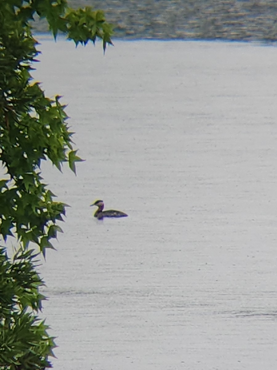 Red-necked Grebe - Brandon Reed