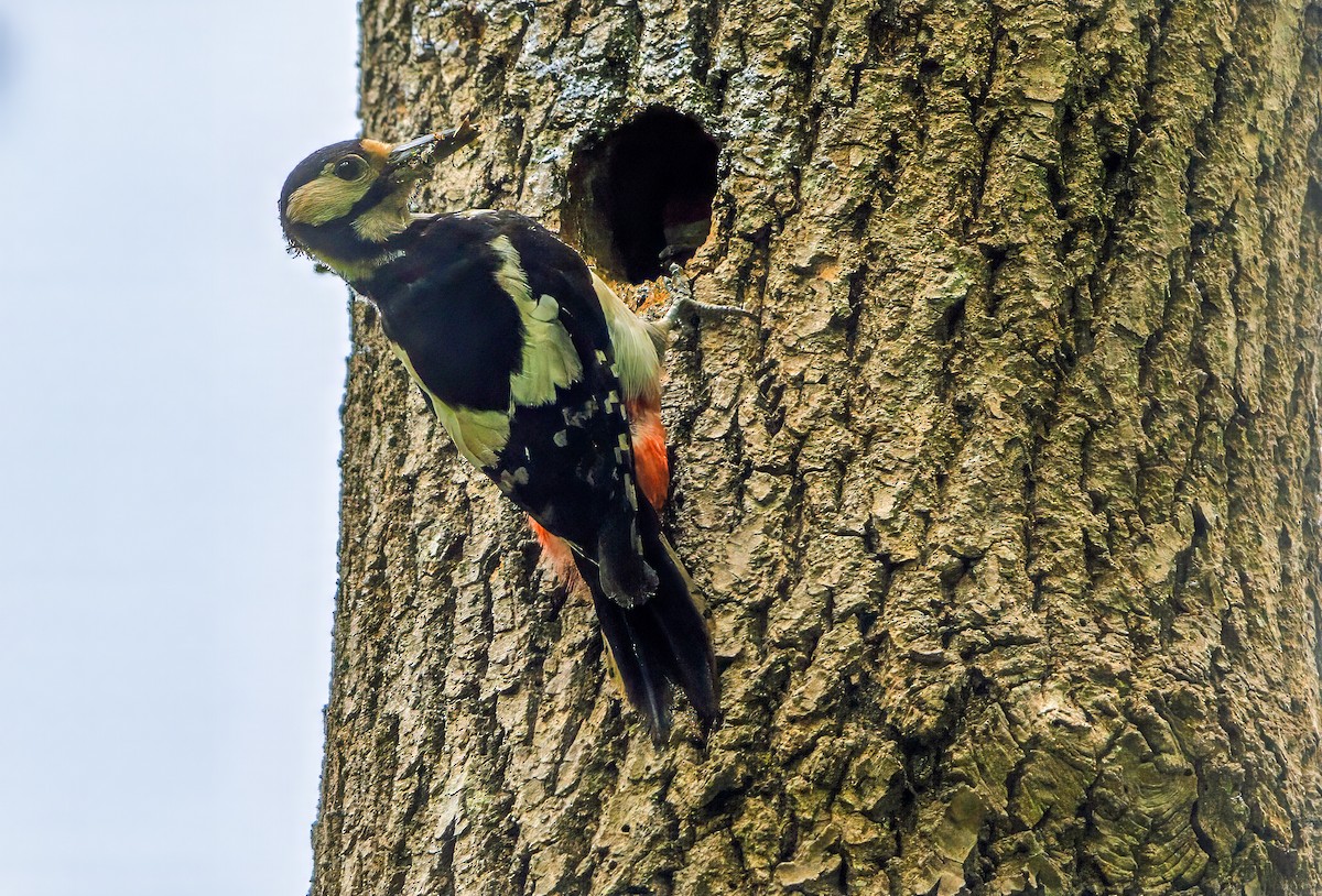 Great Spotted Woodpecker - Mark Rose