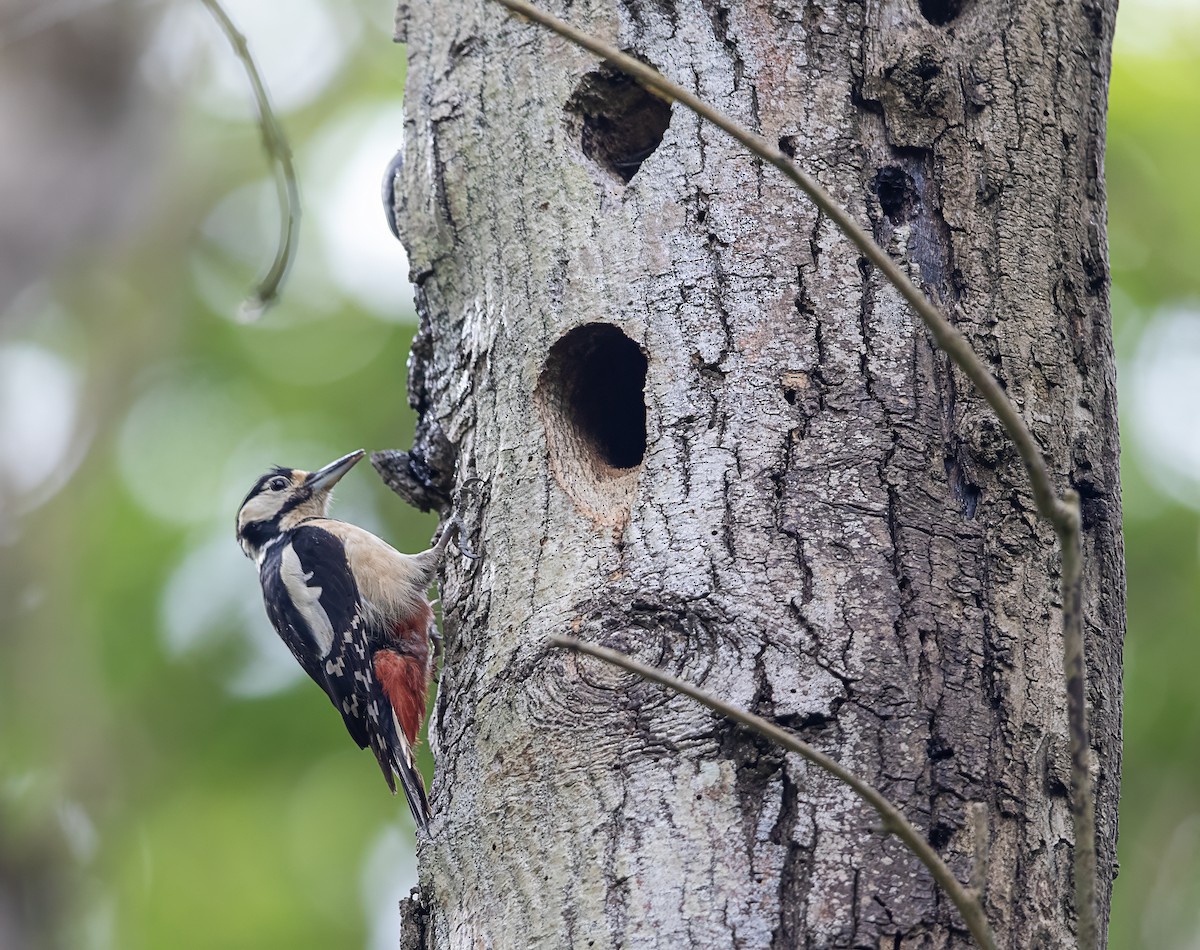 Great Spotted Woodpecker - Mark Rose