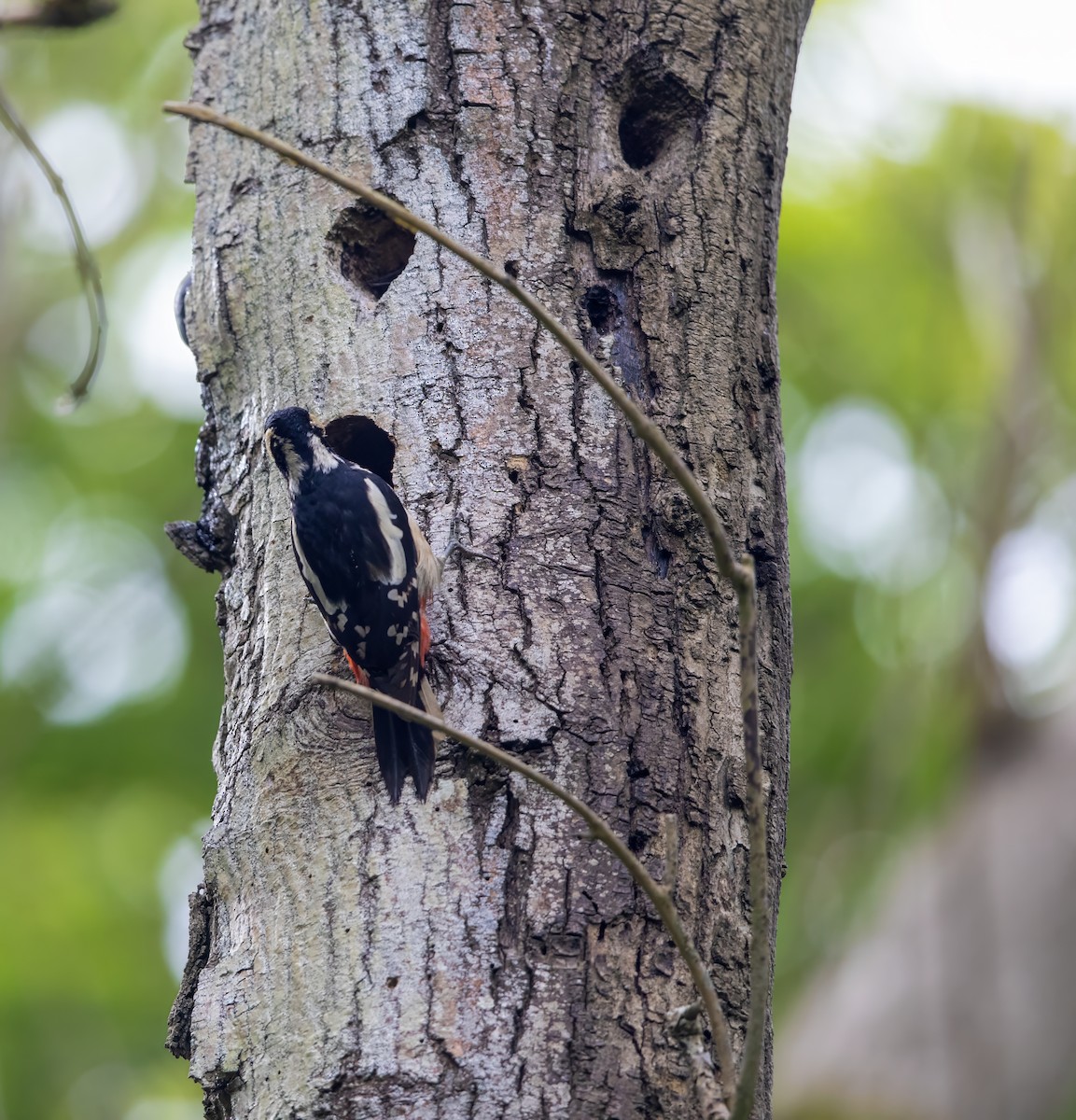 Great Spotted Woodpecker - Mark Rose