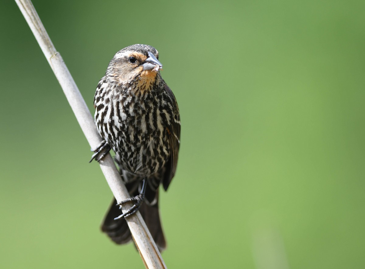 Red-winged Blackbird - Daniel Thibault