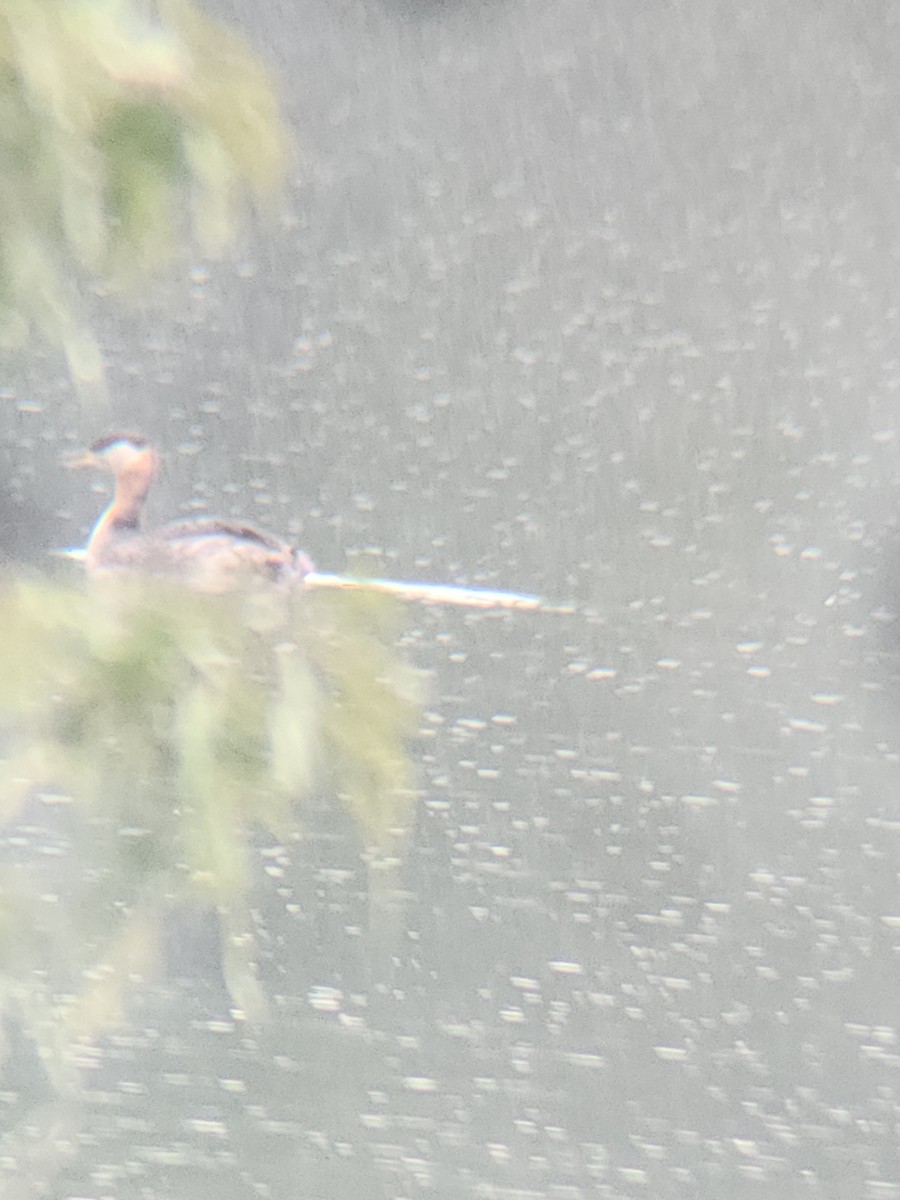 Red-necked Grebe - Brandon Reed