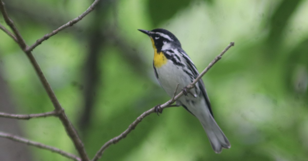 Yellow-throated Warbler - BJ dooley