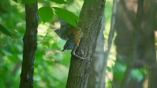 American Robin - ML619530989