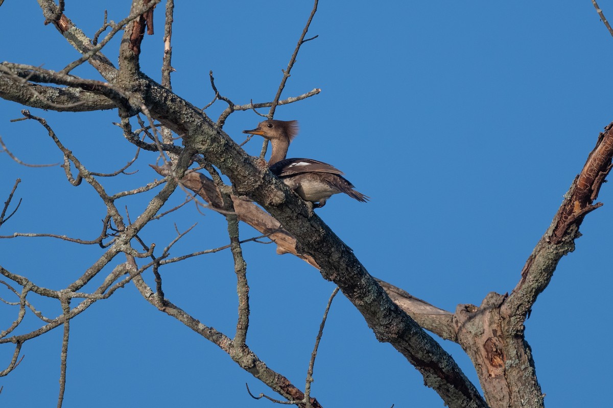 Hooded Merganser - Marcia Hagwood