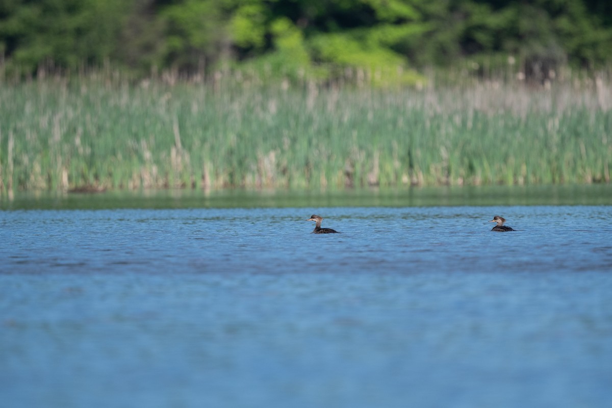 Hooded Merganser - Marcia Hagwood