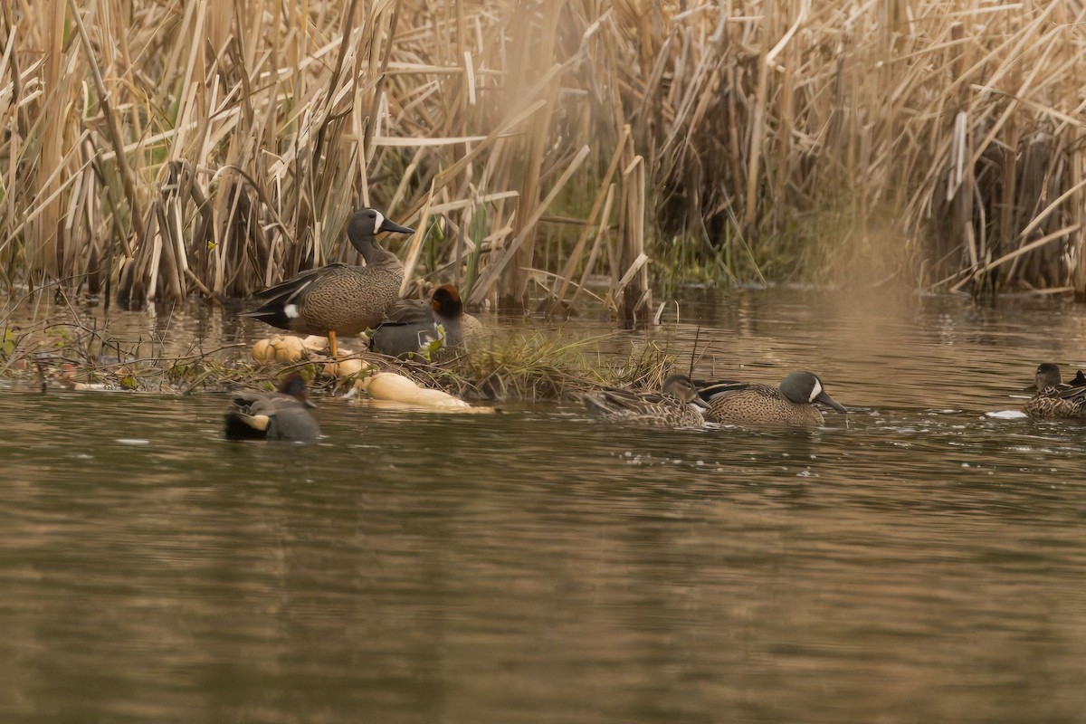 Blue-winged Teal - tony thacker