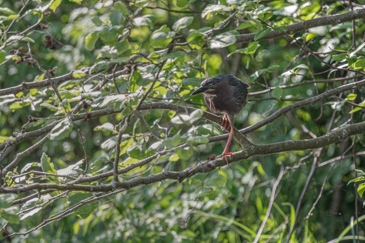 Green Heron - Marcia Hagwood