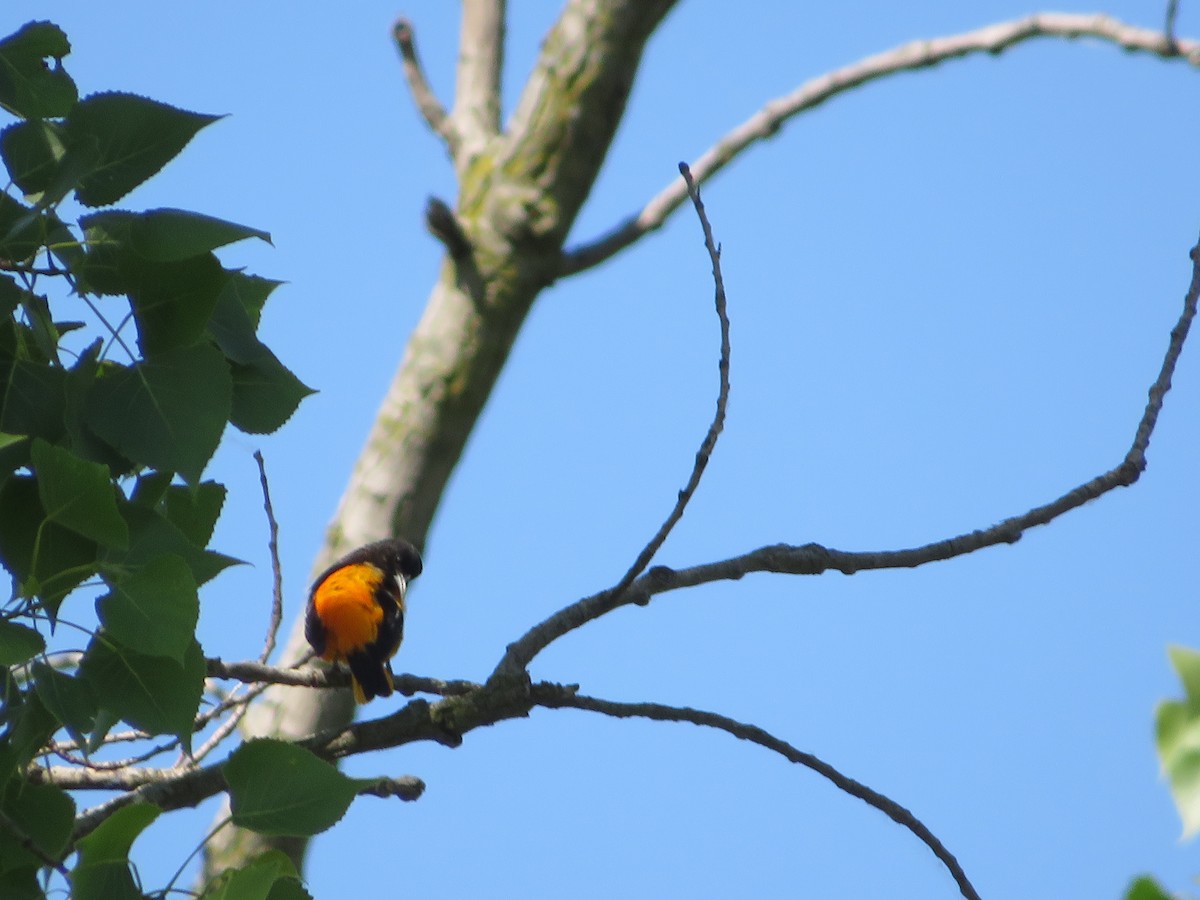 Baltimore Oriole - Barb Philbrick