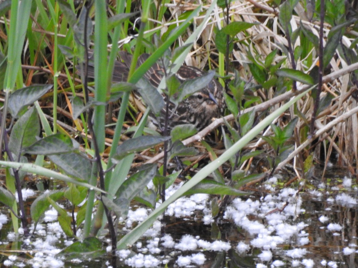 Red-winged Blackbird - Anonymous