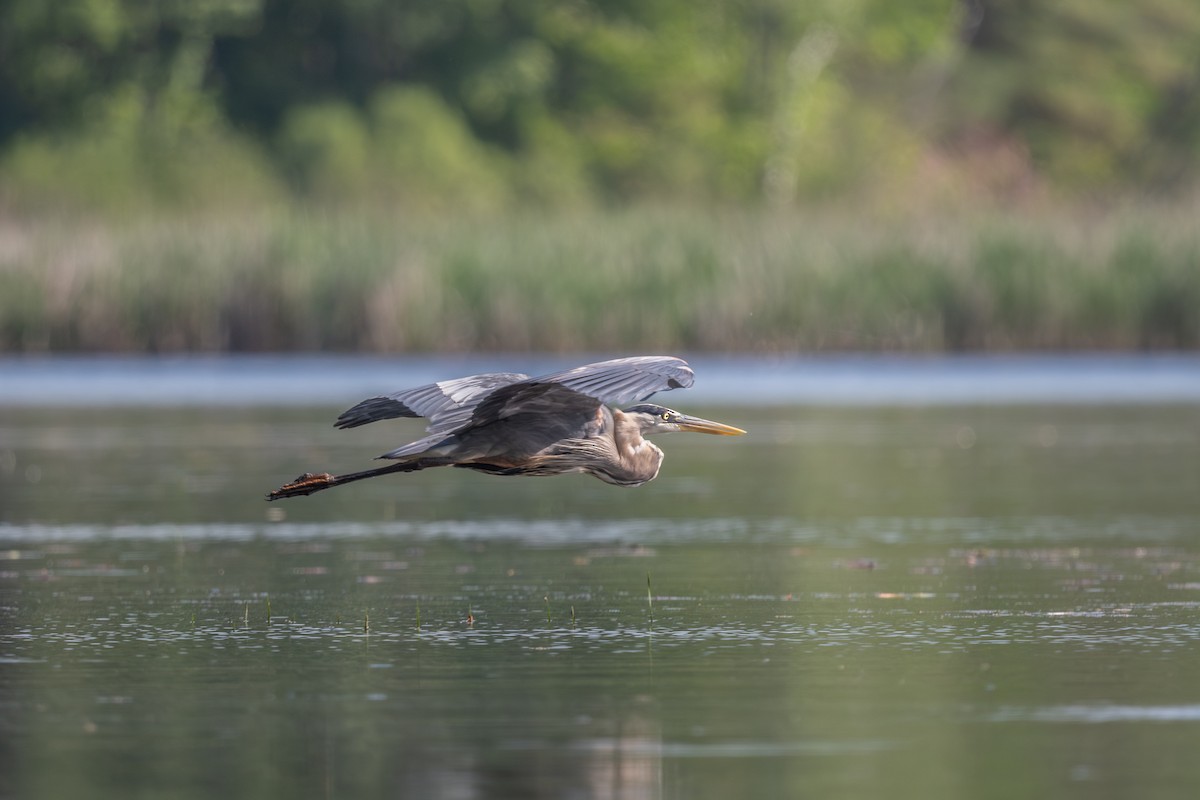 Great Blue Heron - ML619531021