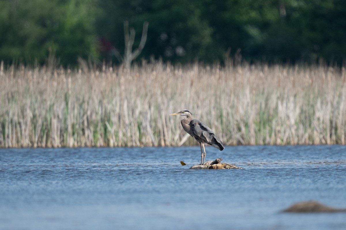 Great Blue Heron - Marcia Hagwood