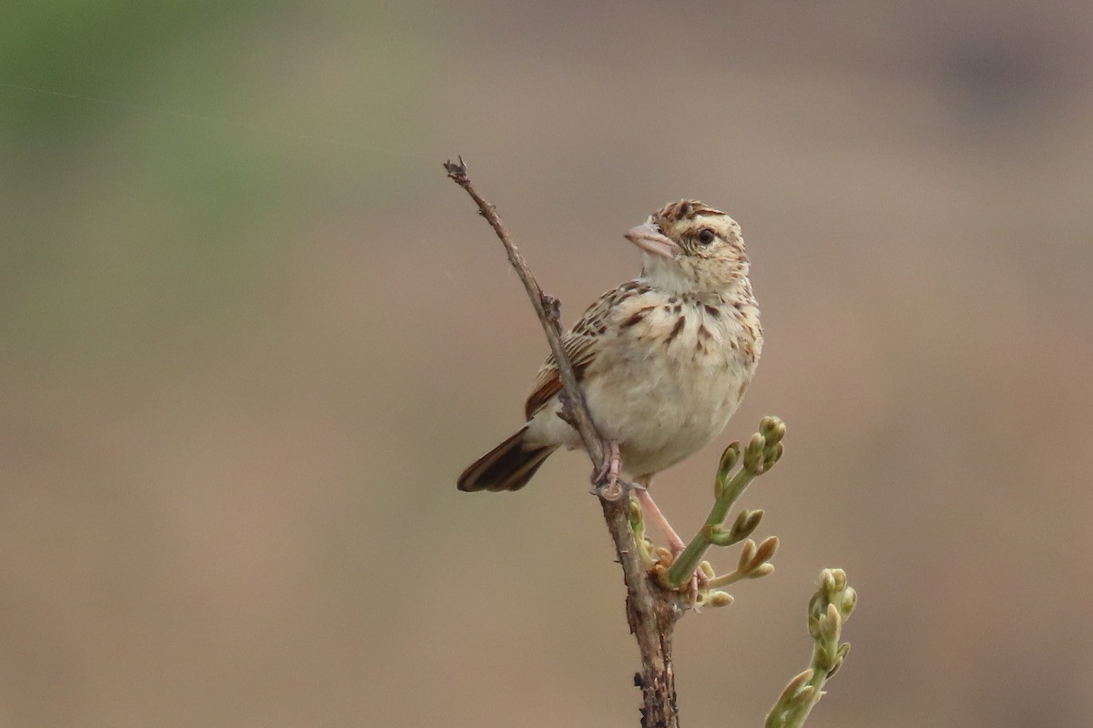 Indian Bushlark - Chitra Ingole