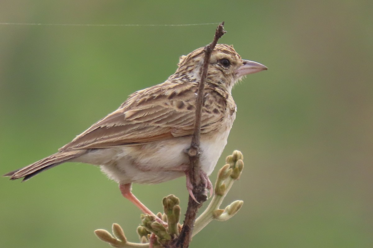 Indian Bushlark - ML619531025