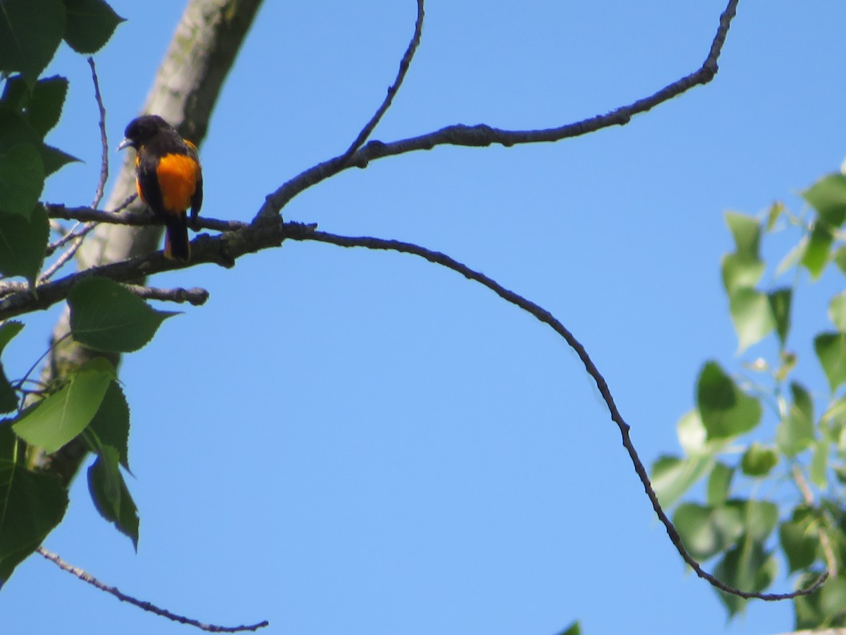 Baltimore Oriole - Barb Philbrick