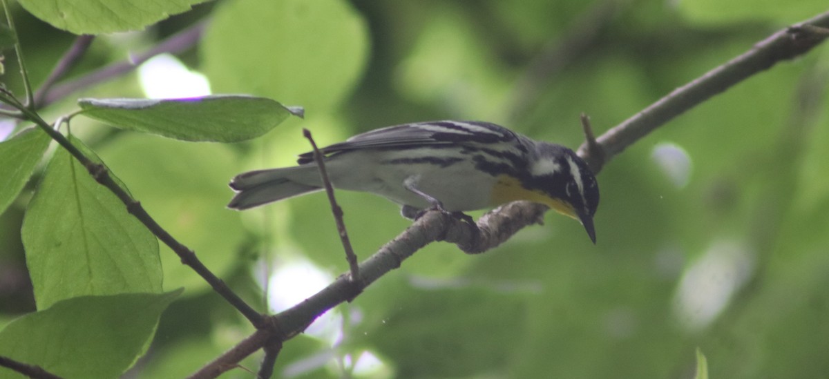 Yellow-throated Warbler - BJ dooley
