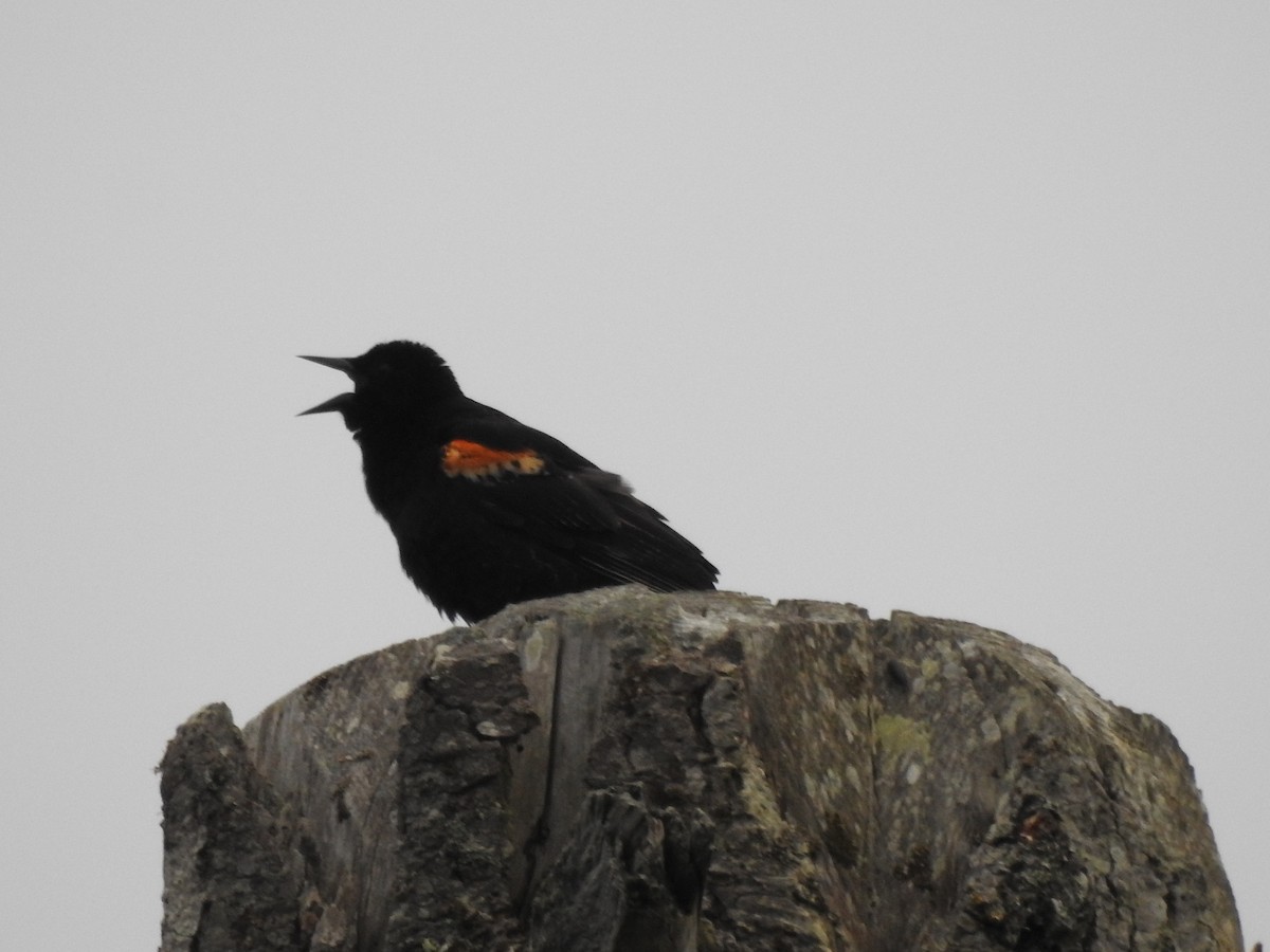 Red-winged Blackbird - Anonymous