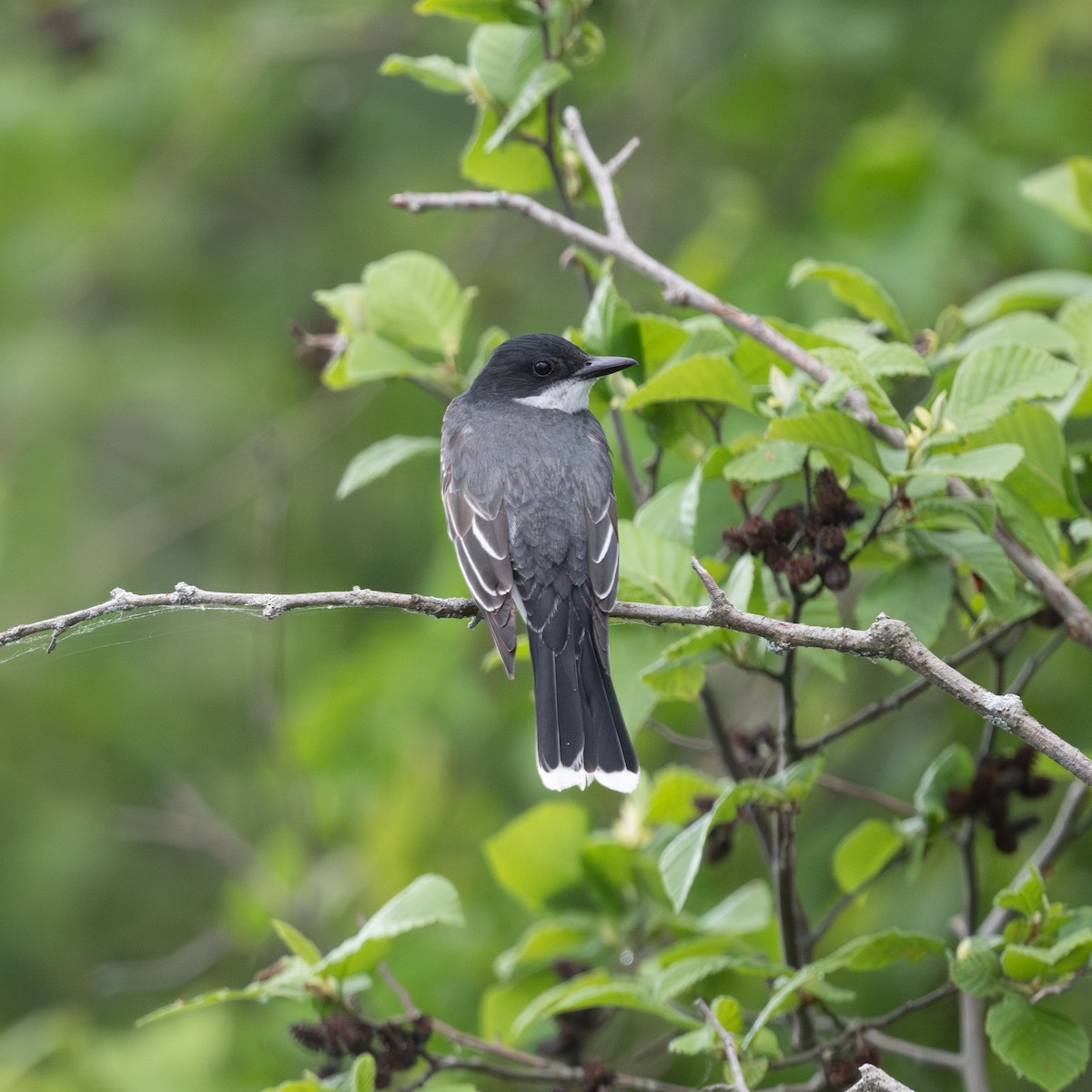 Eastern Kingbird - Marcia Hagwood