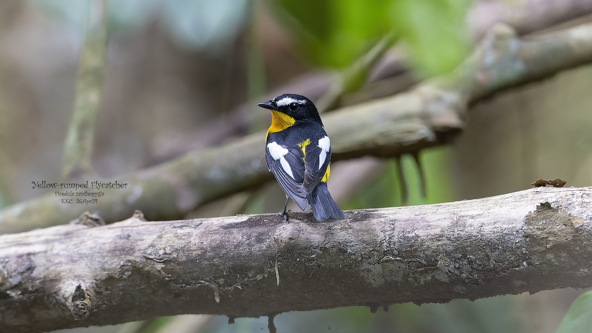 Yellow-rumped Flycatcher - Kenneth Cheong