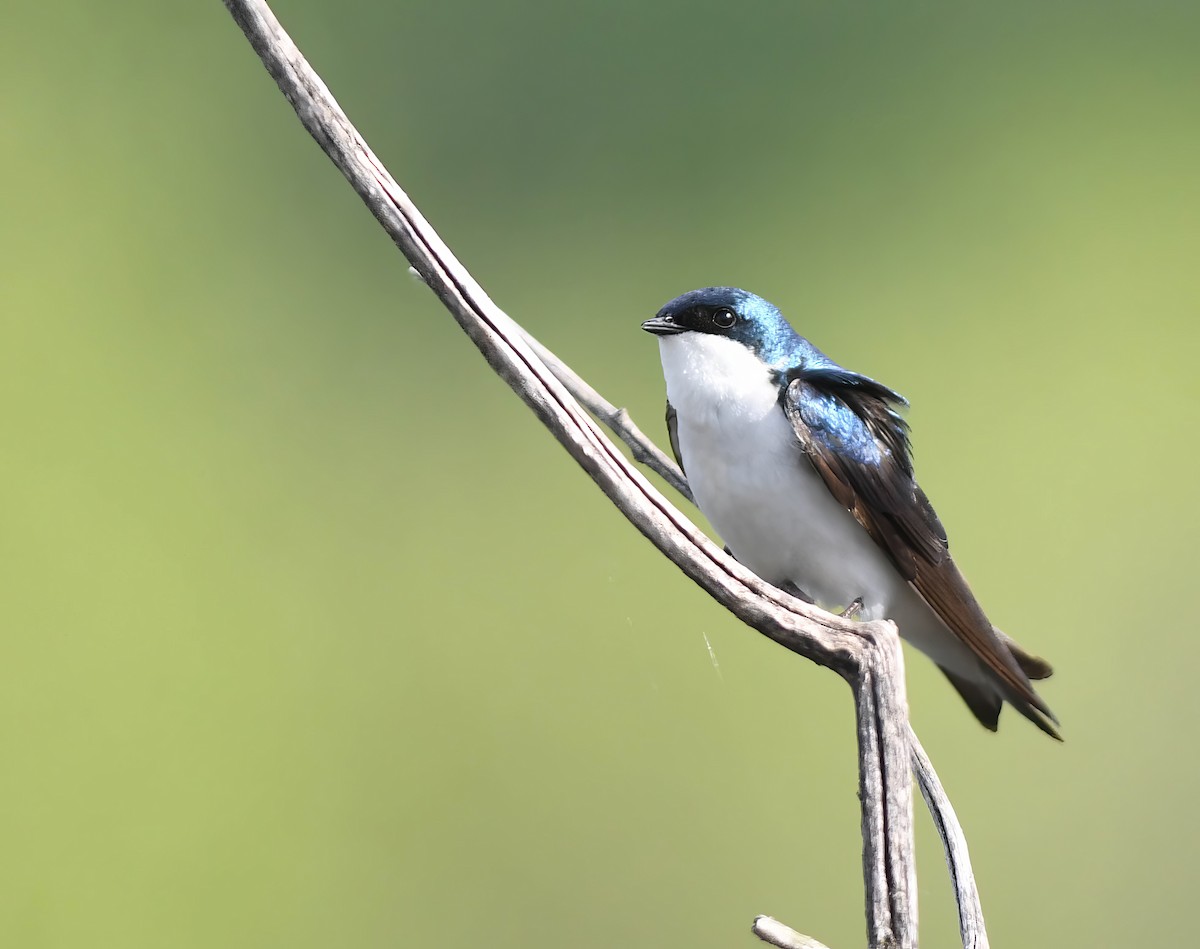 Tree Swallow - Daniel Thibault