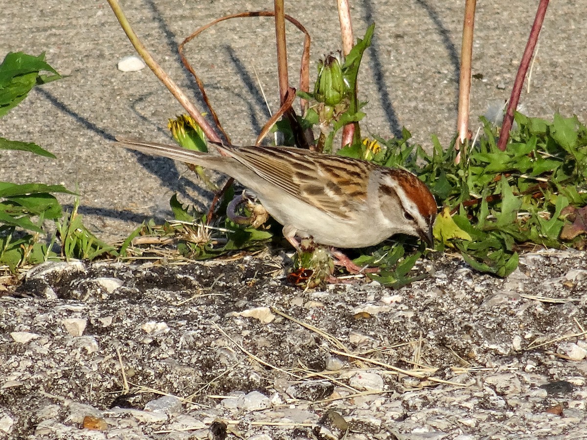 Chipping Sparrow - ML619531041