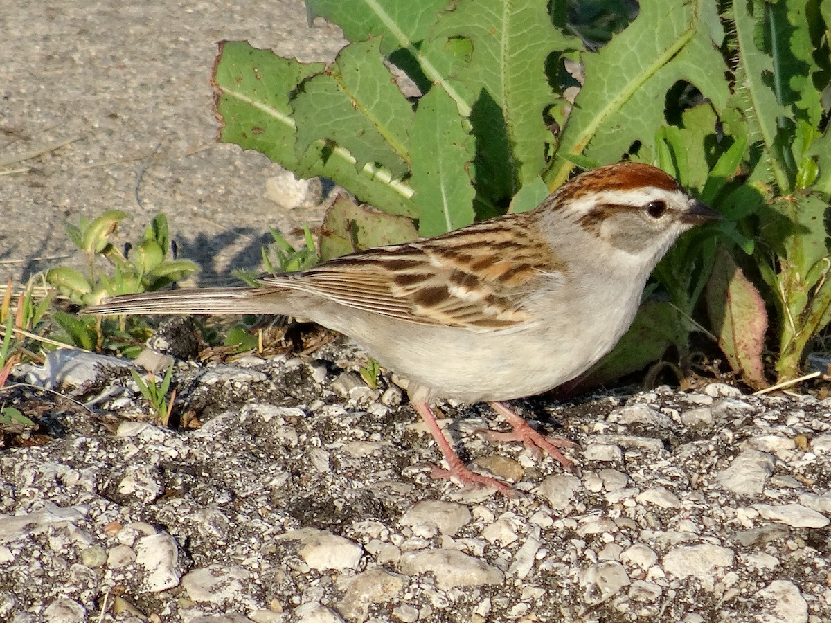 Chipping Sparrow - ML619531043